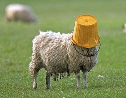 Sheep with a bucket on his head